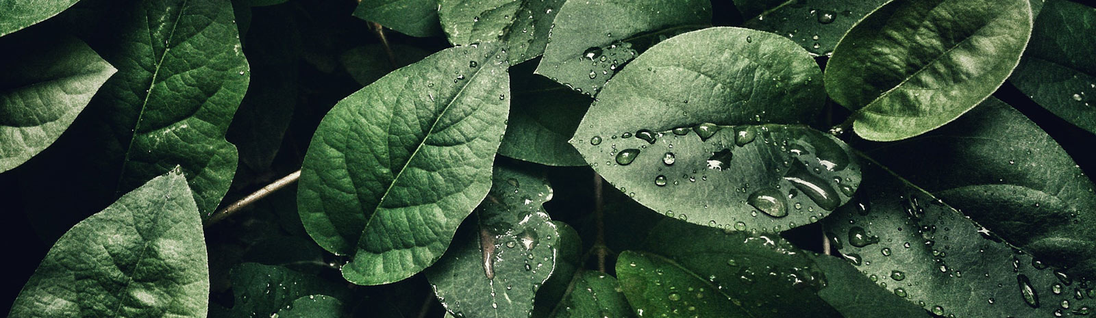 Leaves with rain drops